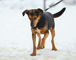 Собаки в Москве: Собака Басти. Лапа, сердце, ветпаспорт впридачу Мальчик, Бесплатно - фото 3