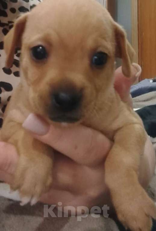 Собаки в Хабаровске: Продам щенков русского той терьера  Мальчик, 20 000 руб. - фото 1