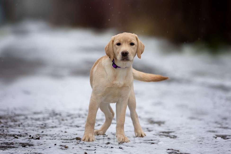 Собаки в Москве: Палевый щенок лабрадора  Девочка, 60 000 руб. - фото 5