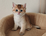 Кошки в Самаре: Британский котенок Мальчик, 50 000 руб. - фото 2