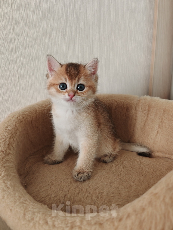 Кошки в Самаре: Британский котенок Мальчик, 50 000 руб. - фото 2