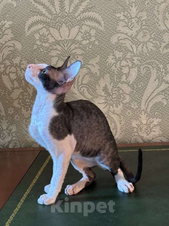 Кошки в Санкт-Петербурге: Котёнок корниш-рекс Мальчик, Бесплатно - фото 1