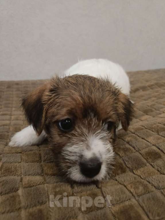 Собаки в Москве: Джек Рассел терьер Девочка, 25 000 руб. - фото 6