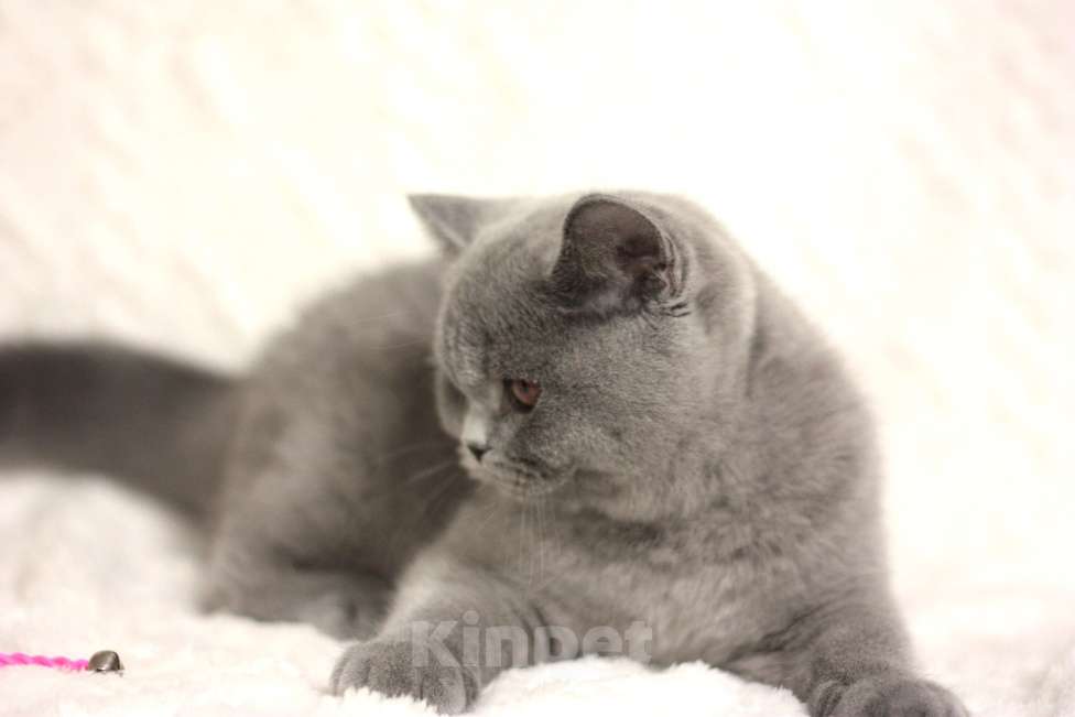 Кошки в Москве: Британский котенок Девочка, 55 000 руб. - фото 3