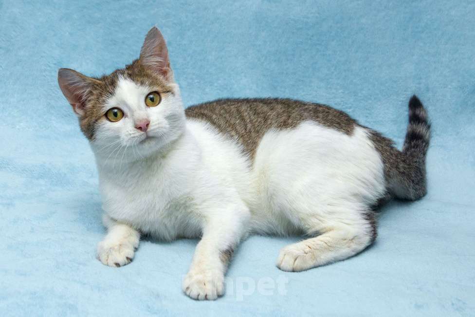 Кошки в Москве: Ищет свою семью братик Чепушиленок Мальчик, Бесплатно - фото 5