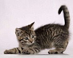 Кошки в Москве: Серый полосатый котенок Пончик в добрые руки Мальчик, 1 руб. - фото 2