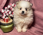 Собаки в Москве: Померанский шпиц мальчик  Мальчик, 22 000 руб. - фото 6