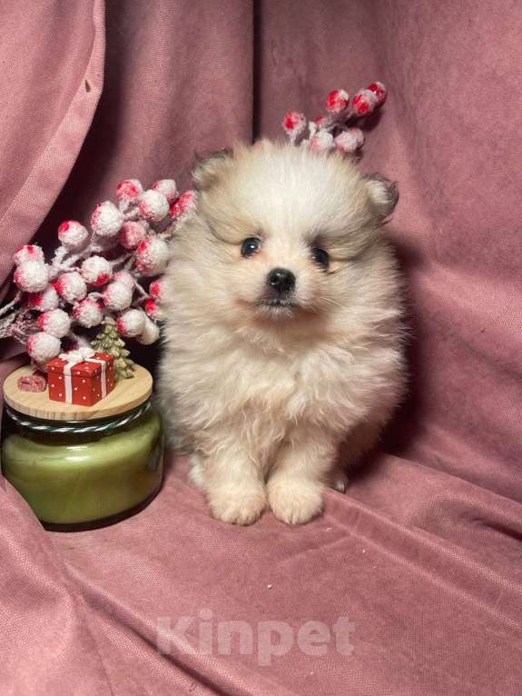 Собаки в Москве: Померанский шпиц мальчик  Мальчик, 22 000 руб. - фото 6