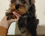 Собаки в других городах Воронежской области: Продажа йоркширских терьеров. Разнополые, 20 000 руб. - фото 1