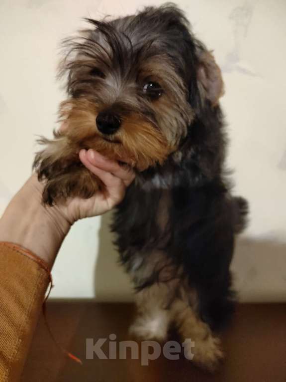 Собаки в других городах Воронежской области: Продажа йоркширских терьеров. Разнополые, 20 000 руб. - фото 1