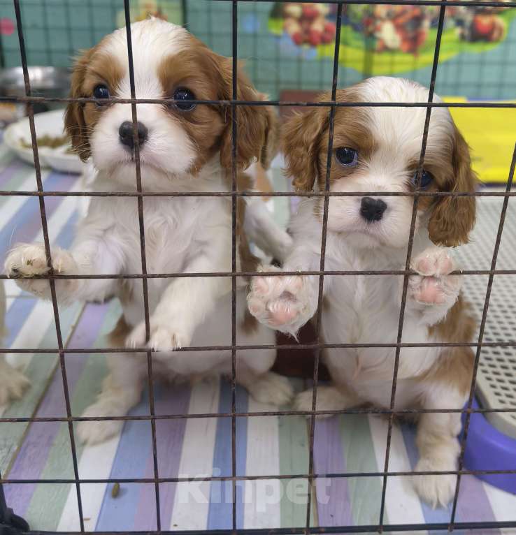 Собаки в Москве: Кавалер Кинг Чарльз спаниель девочки Девочка, 120 000 руб. - фото 6