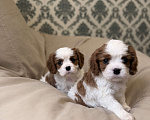Собаки в Москве: Щенок кавалер Кинг Чарльз спаниеля Девочка, 107 000 руб. - фото 5