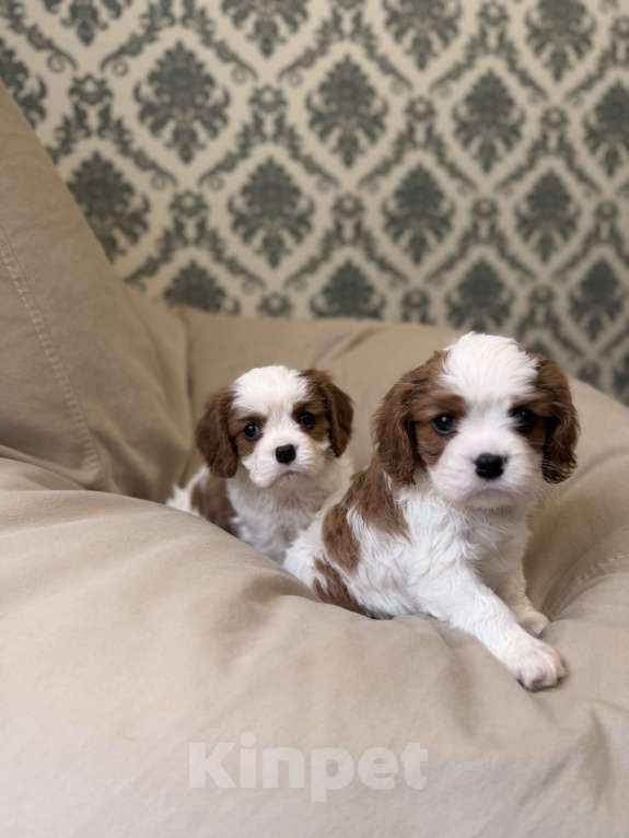 Собаки в Москве: Щенок кавалер Кинг Чарльз спаниеля Девочка, 107 000 руб. - фото 5