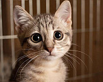 Кошки в Москве: Полосатенькое чудо Марти, чудесный домашний котенок в добрые руки Мальчик, Бесплатно - фото 3