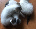 Кошки в Оленегорске: Котята шотландские бесплатно, Бесплатно - фото 5
