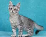 Кошки в Мытищах: Котенок Мейн-кун Мальчик, 200 000 руб. - фото 9
