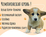 Собаки в Нижнем Новгороде: Вельш Корги Пемброк, щенок Девочка, 50 000 руб. - фото 1
