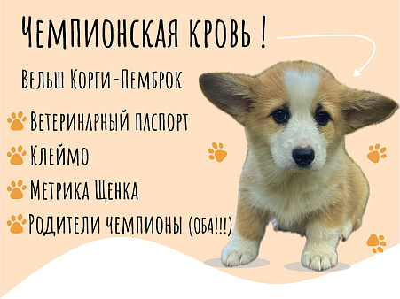 Вельш Корги Пемброк, щенок