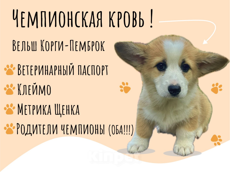 Собаки в Нижнем Новгороде: Вельш Корги Пемброк, щенок Девочка, 50 000 руб. - фото 1