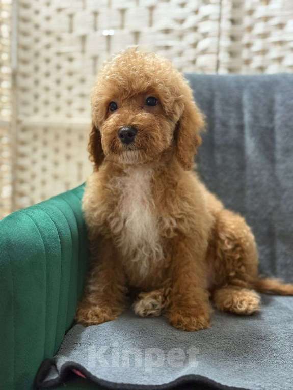 Собаки в Туле: Лабрадудль мальчик  Мальчик, 120 000 руб. - фото 1