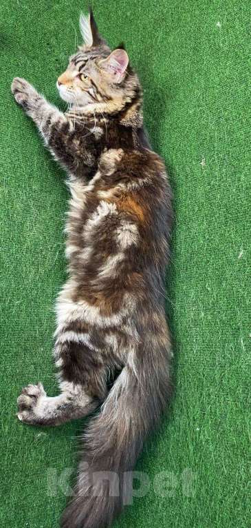 Кошки в Магнитогорске: Высокопородные коты и кошечки из питомника Мальчик, Бесплатно - фото 4