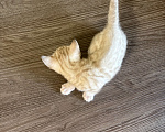 Кошки в Екатеринбурге: Бенгальские чистокровные котята с документами Мальчик, 10 000 руб. - фото 1
