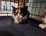 Кошки в Москве: Котёнок Фиона в добрые руки  Девочка, Бесплатно - фото 2