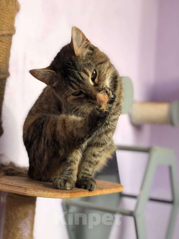 Кошки в Дмитрове: Молодая кошечка Соня. Девочка, Бесплатно - фото 5