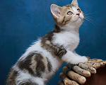 Кошки в Барнауле: Котик-страйт Вальтер🧡 Мальчик, Бесплатно - фото 9