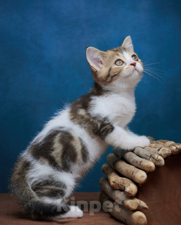 Кошки в Барнауле: Котик-страйт Вальтер🧡 Мальчик, Бесплатно - фото 9