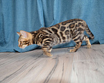 Кошки в Москве: Бенгальский мальчишка с  родословной (в наличии) Мальчик, 40 000 руб. - фото 1