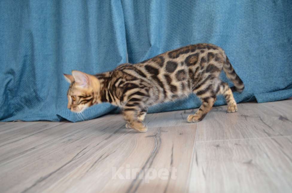 Кошки в Москве: Бенгальский мальчишка с  родословной (в наличии) Мальчик, 40 000 руб. - фото 1