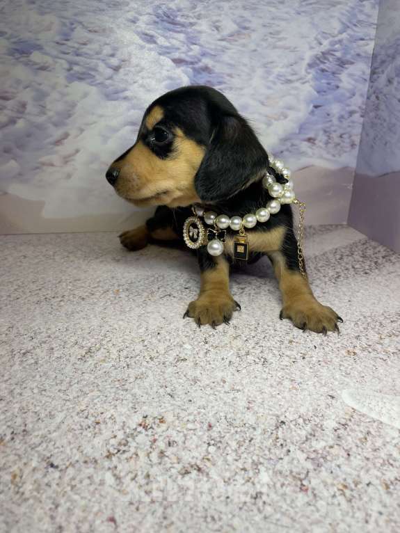 Собаки в Москве: Такса мини мальчик клубный Мальчик, 45 000 руб. - фото 7