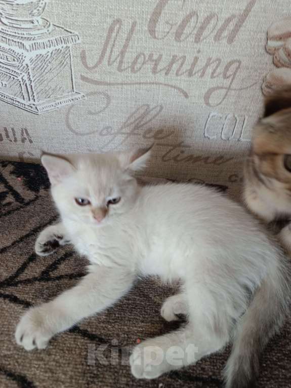 Кошки в Екатеринбурге: Прямоухая девочка окраса color point Девочка, 12 000 руб. - фото 4