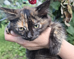 Кошки в Челябинске: Котята ищут свой дом Девочка, Бесплатно - фото 2