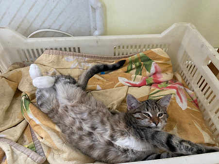 Отдам котёнка в хорошем состоянии!!!