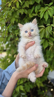 Котёнок мальчик ищет заботливую семью