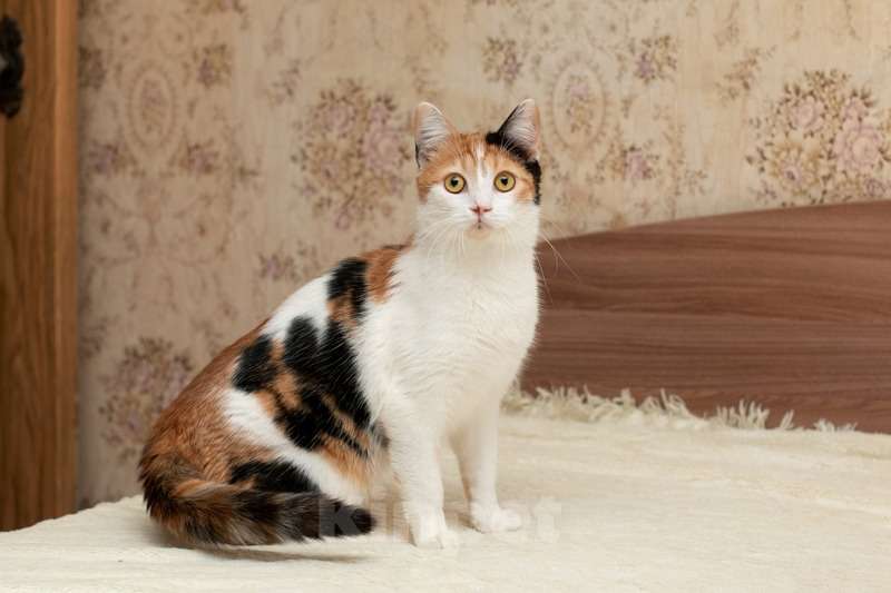 Кошки в Москве: Трехцветная кошечка Маня ищет дом Девочка, Бесплатно - фото 4