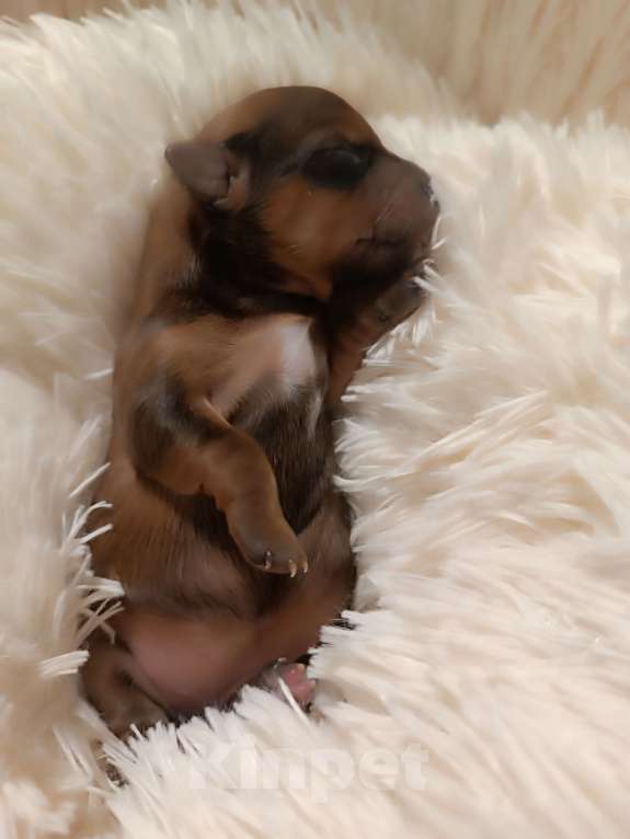 Собаки в Мытищах: Продажа Мальчик, 70 000 руб. - фото 5