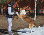 Собаки в Москве: Умный и сильный пес Арон в добрые руки Мальчик, Бесплатно - фото 4