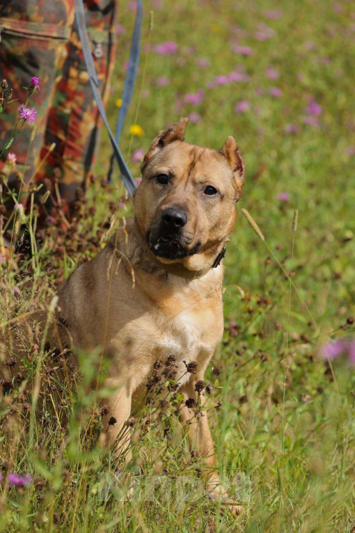 Собаки в Москве: Грей ищет семью, 3.5 года,Привит, Кастрирован  Мальчик, Бесплатно - фото 8