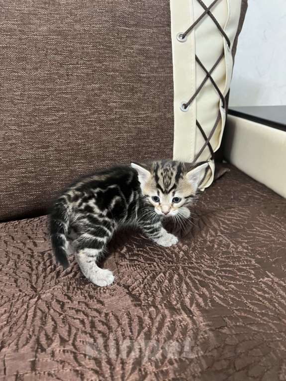 Кошки в Подольске: Красивый котёнок девочка Девочка, 5 000 руб. - фото 3