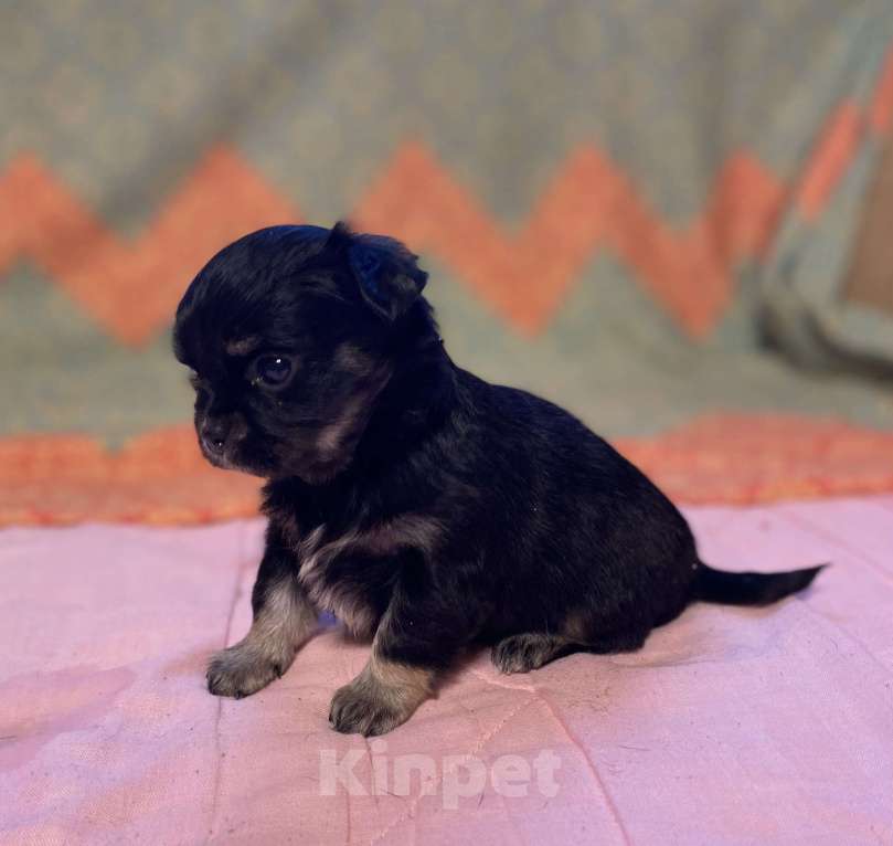 Собаки в Санкт-Петербурге: Очаровательная девочка чихуахуа  Девочка, 35 000 руб. - фото 5