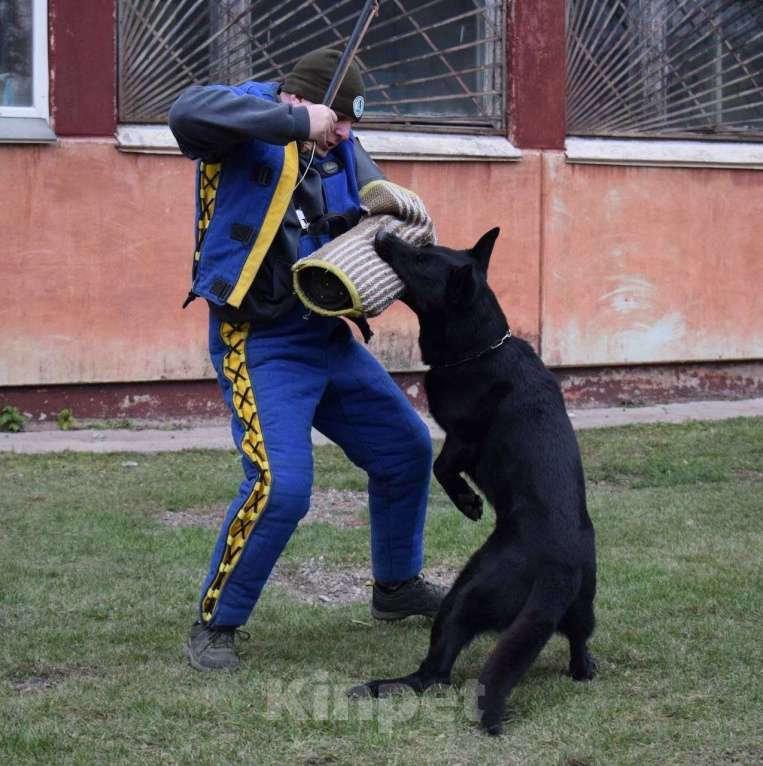 Собаки в Красноярске: Щенки восточноевропейской овчарки  Мальчик, 60 000 руб. - фото 3