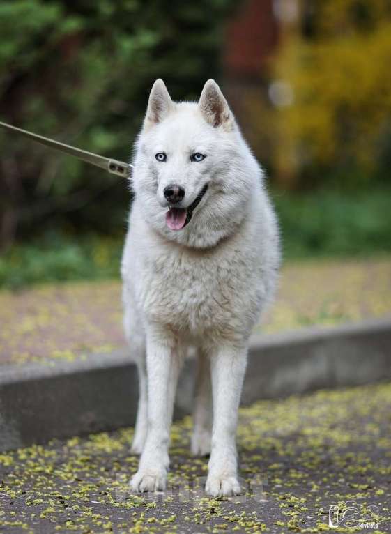 Собаки в Москве: Хаски Марго в добрые руки  Девочка, Бесплатно - фото 2