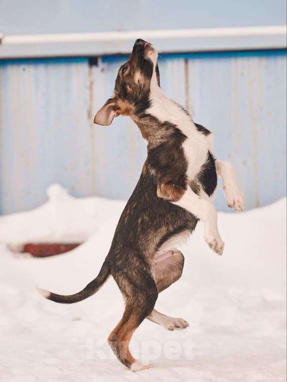 Собаки в других городах Московской области: Лионель якутенок Мальчик, Бесплатно - фото 1