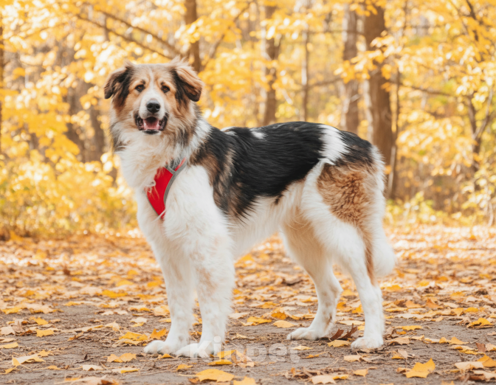 Собаки в Москве: Дюша - метис бордер-колли из приюта в добрые руки Мальчик, Бесплатно - фото 4