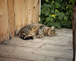Кошки в Щелково: Найдена полосатая кошка  Девочка, Бесплатно - фото 2