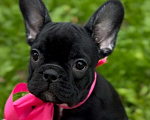 Собаки в Калининграде: Шоколадная девочка французского бульдога Девочка, 50 000 руб. - фото 2
