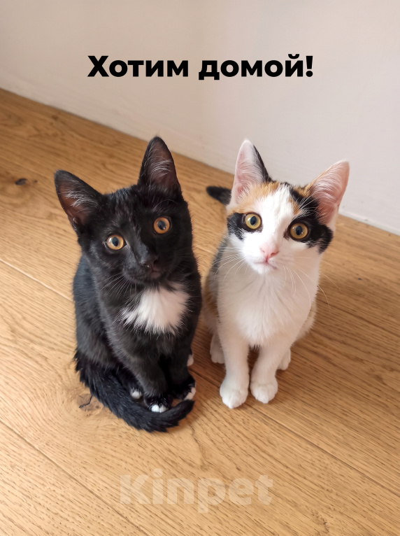Кошки в Новосибирске: Котята брат и сестра ищут дом Разнополые, Бесплатно - фото 1